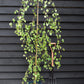 Betula pendula Youngii | Young’s Weeping Birch - 120-150cm, 10lt