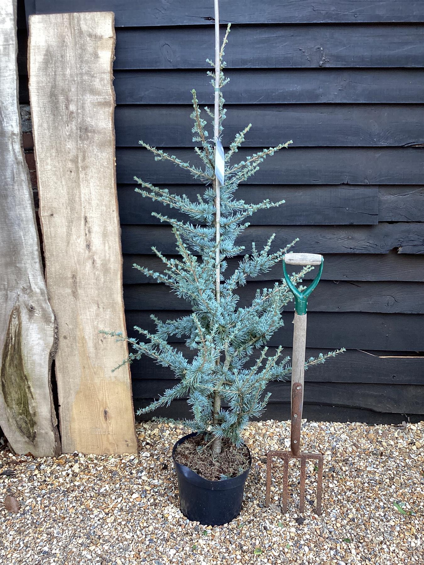 Cedrus atlantica Glauca | Blue Atlas Cedar - 150-160cm - 10lt