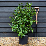 Camellia japonica 'Odoratissima' - 60-70cm - 12lt