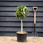 Holly | Ilex 'Nellie R. Stevens' - Clear Stem 40cm - Height 80-100cm - 15lt