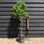 Mandarin Tree|Citrus reticulata 'Mandarino' - Tree - Clear Stem 60-70cm - Height 120-130cm - 10lt