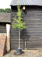 Ginkgo biloba | Maidenhair Tree - 250-300cm, 50lt