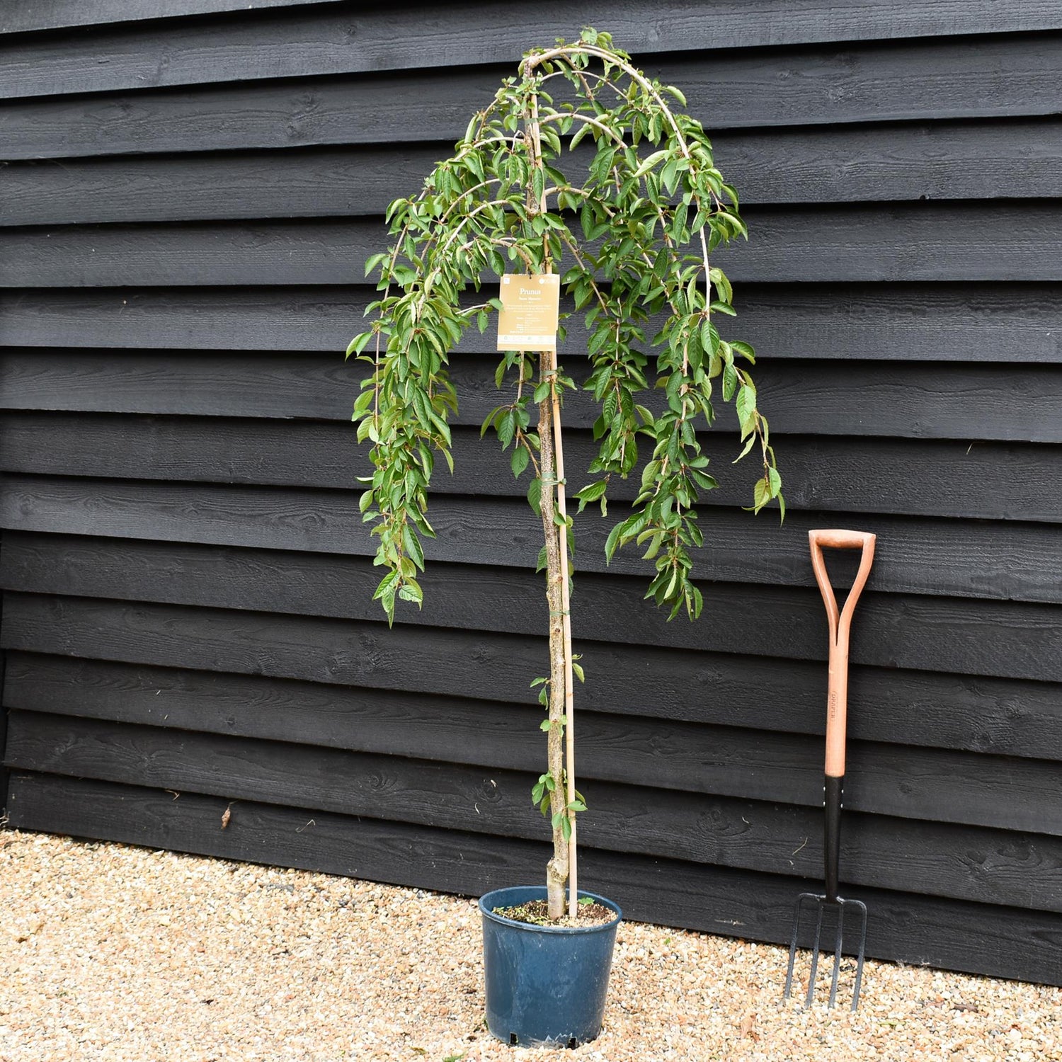 Prunus 'Snow Showers' | Weeping Cherry ‘Snow Showers’ - Height 170-200cm, 10lt