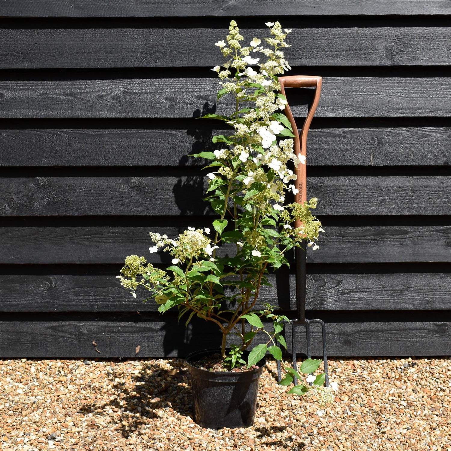 Hydrangea paniculata Kyushu - 40-60cm, 5lt