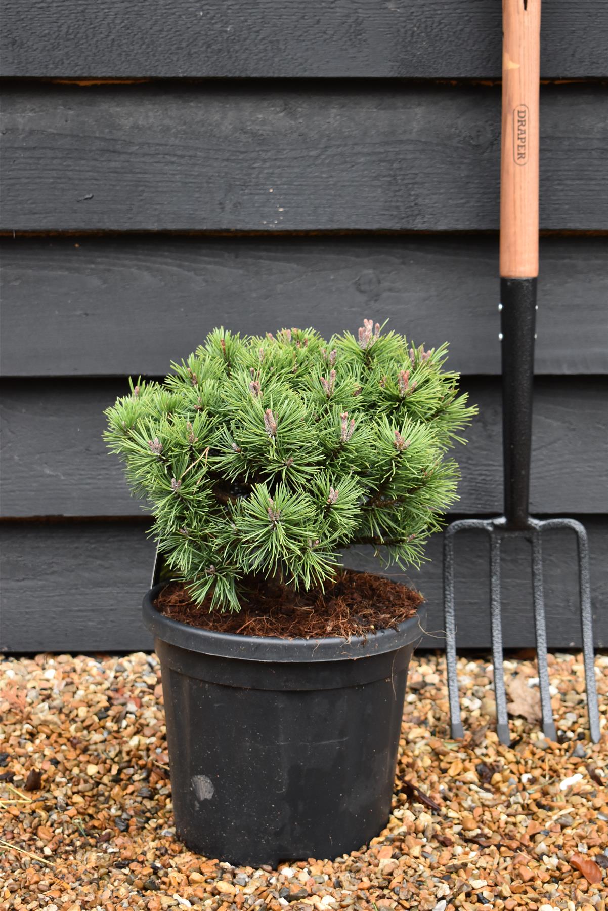 Pinus Mugo 'Mops' - Height 20-25cm - Width 30-35cm - 8lt