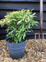 Choisya Aztec Gold - 40-60cm, 5lt