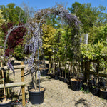 Wisteria floribunda - Ito Koku Riu - Metal Arch - Height 250cm Width 150cm - 55lt