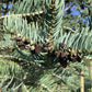 Abies Concolor | White fir - Height 500cm, 230lt