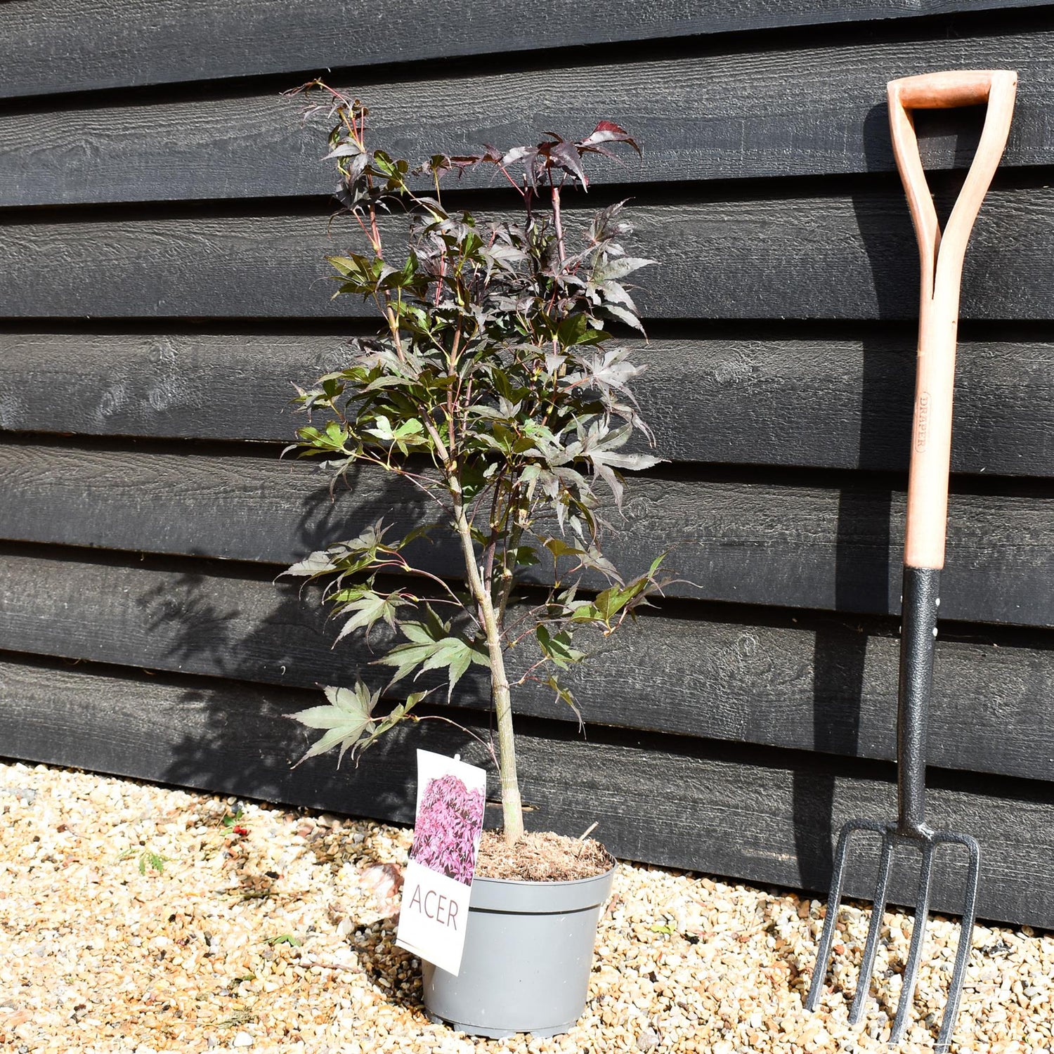 Bloodgood Japanese Maple  | Acer palmatum 'Bloodgood' - Bushy - Height 50-70cm - 4lt