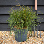 Thuja plicata 'Whipcord' | Western Red Cedar 'Whipcord' - Height 30-40cm - 7.5lt