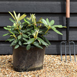 Rhododendron Yakushimanum 'Fantastica' - Shrub - Height 25-35cm - 20lt