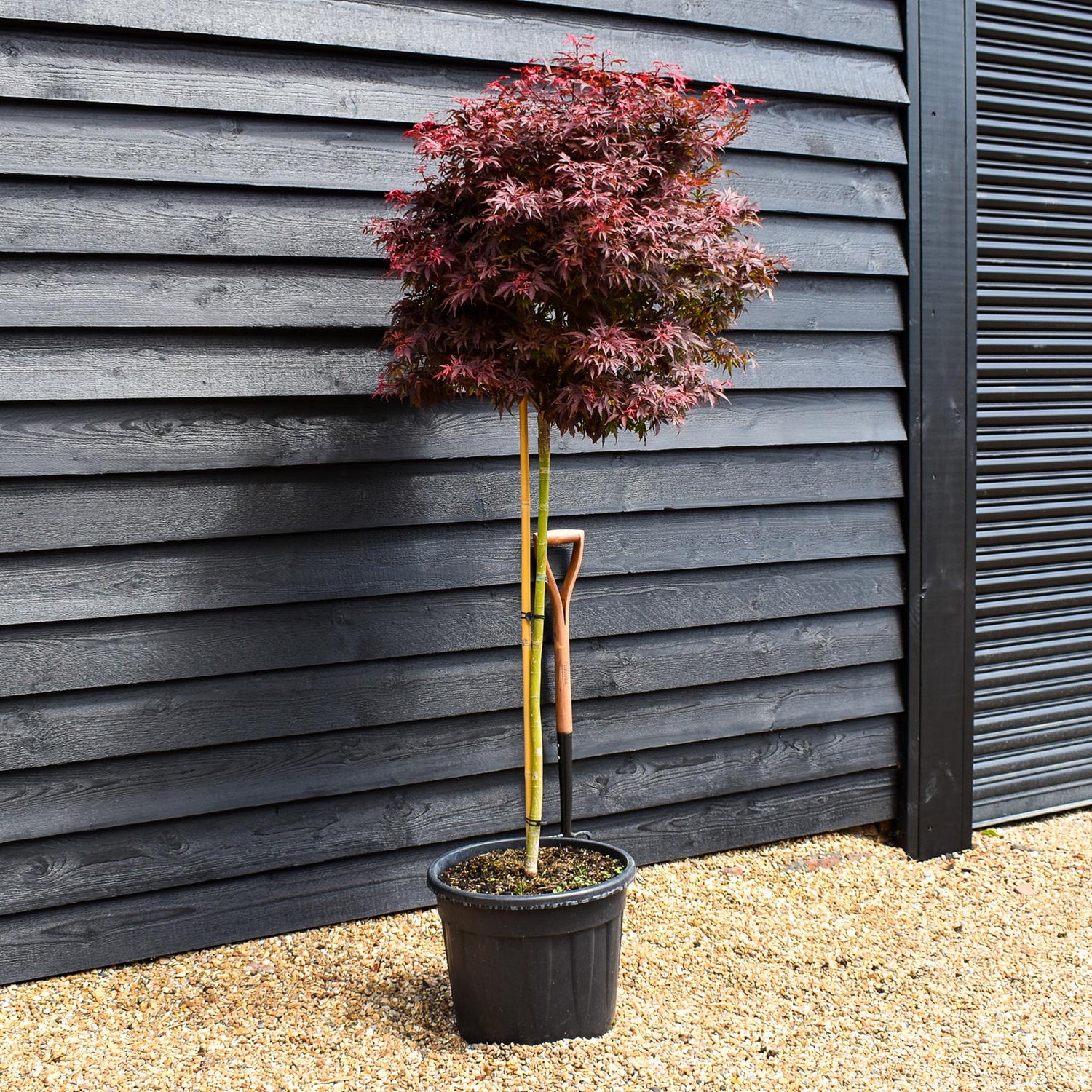 Japanese maple 'Shaina' | Acer palmatum - Clear Stem 90cm - Height 150-180cm - 35lt
