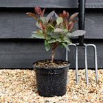 Cotinus coggygria ' Grace' - Height 25-45cm - Bushy - 2lt