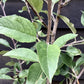 Apple tree 'Laxton's Superb' | Malus domestica - TM26 - Dwarfing - 140-150cm - 10lt