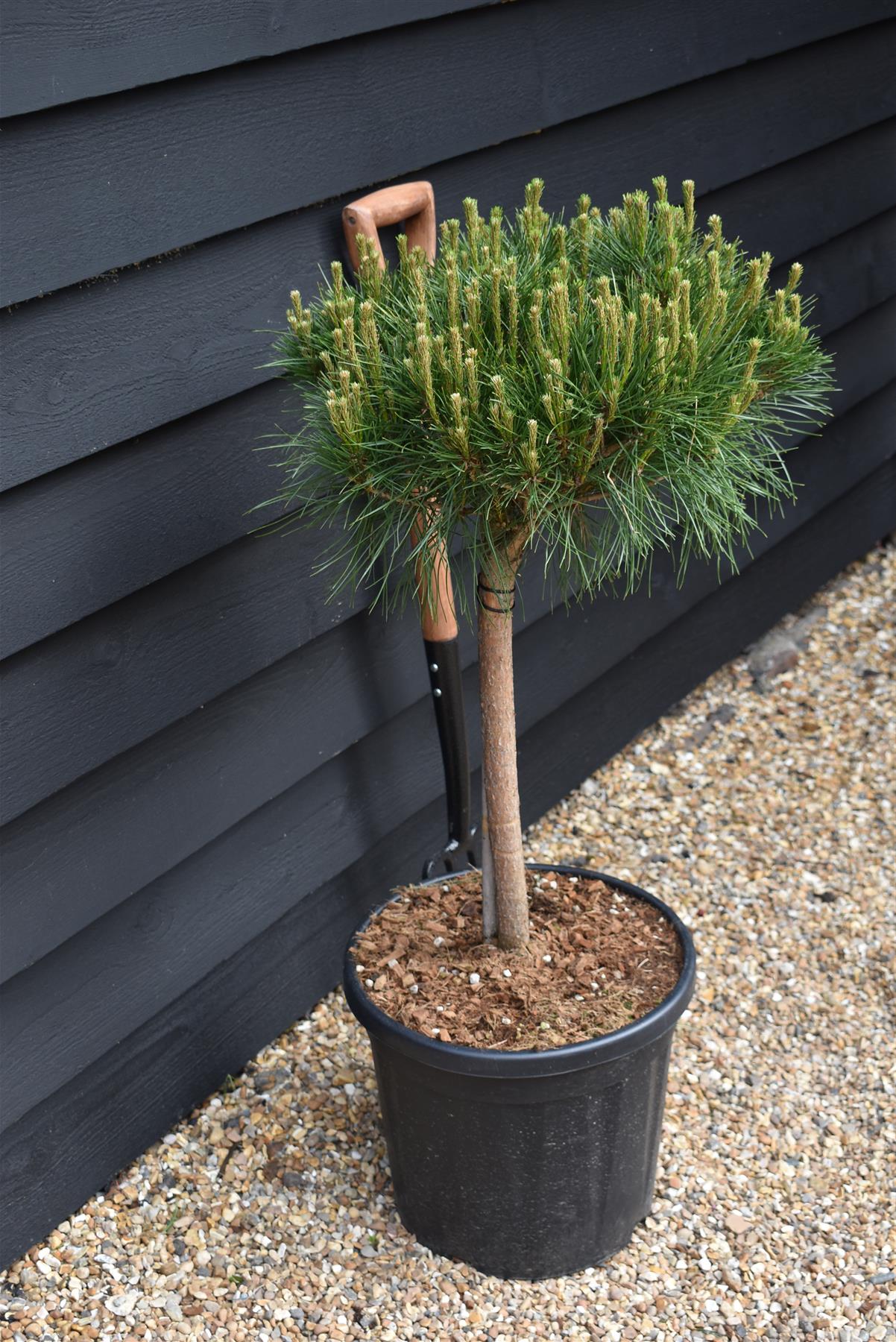 Pinus densiflora 'Alice Verkade' | Japanese red pine - Clear Stem 40cm - Height 75-80cm - Width 40cm - 20lt