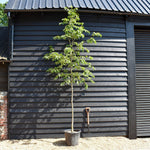 European hop-hornbeam | Ostrya carpinifolia - Height 300-350cm - Girth 6-8cm - 45lt