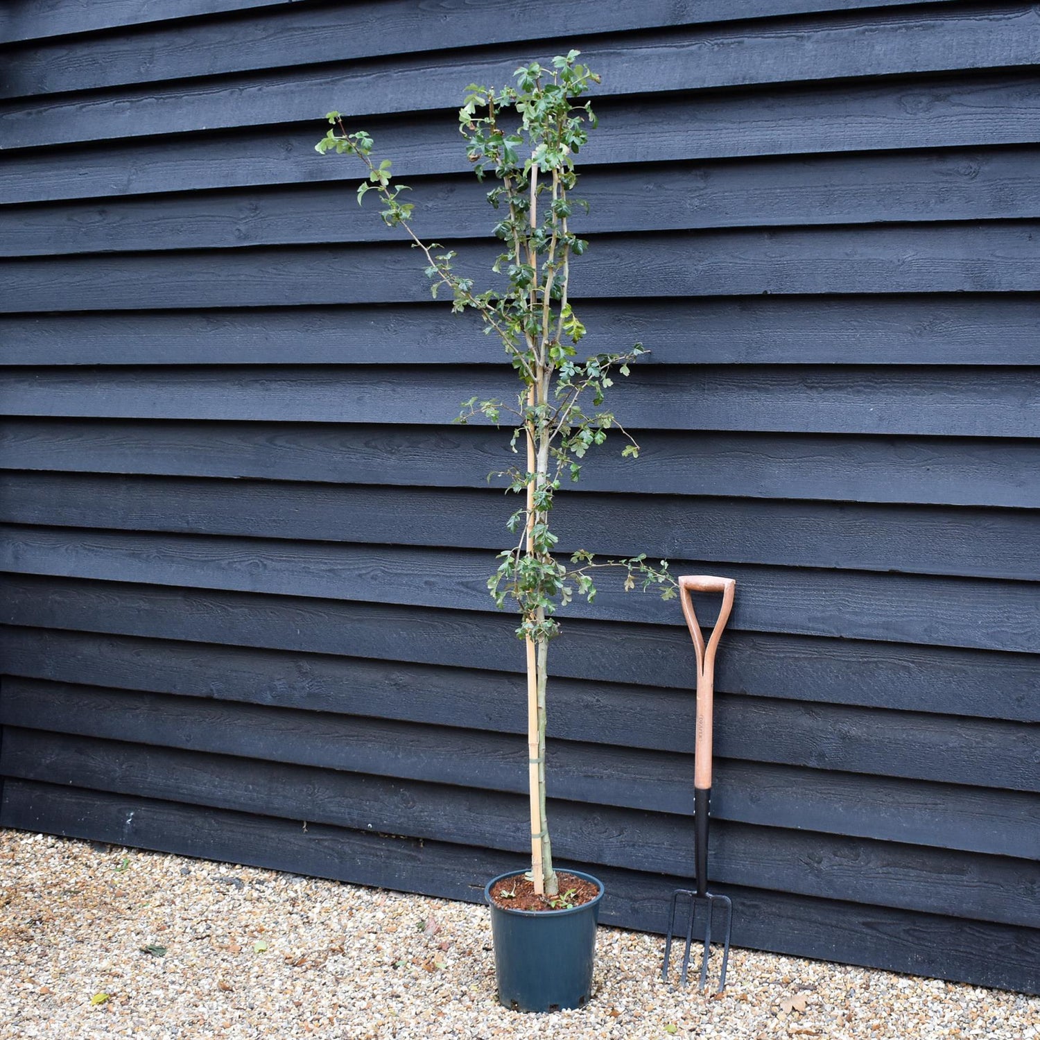 Crataegus Laevigata 'Rosea Flore Pleno' - Height170-190cm - 12lt