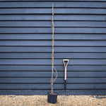 Wisteria brachybotrys 'Golden Dragon' | Japanses Wisteria - Cane - Height 200-250cm - 7lt