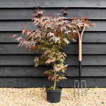 Acer palmatum 'Atropurpureum' | Red Leaf Japanese maple - 50-70cm - 4-5lt