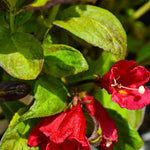 Weigela 'Camouflage' - Shrub - Height 30-60cm - 5lt