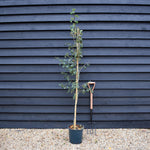 Crataegus laevigata 'Crimson Cloud' - Height 170cm-190cm - 12lt