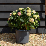 Hydrangea Original Mophead Pink | Pink Hydrangea Height 30-40cm - Width 50cm - 12lt