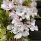 Cherry | Prunus Amanogawa Japanese - 200-250cm, 10lt