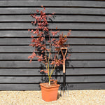 Japanese maple 'Brown Sugar' | Acer palmatum 'Brown Sugar' - Height 150-160cm - 20-25lt