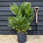 Chamaerops Hummilis Compacta - Height 80-100cm - Shrub - 18lt