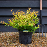 Abelia Gold Jewel - 25-35cm, 5lt