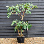 Edgeworthia chrysantha 'Grandiflora' - Shrub - Height 150-170cm - 35lt