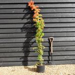 Pyracantha saphyr Rouge - Height - 175-200cm - 10lt