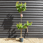 Cherry 'Stella' half-standard | Prunus avium - Height 160-180cm - 12lt