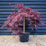 Acer palmatum 'Inaba-shidare' | Japanese maple - Clear Stem 80cm - Height 120-140cm - 55lt