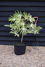 Fatsia japonica 'Spider's Web' - Shrub - Variegated - Height 40-50cm - 20lt