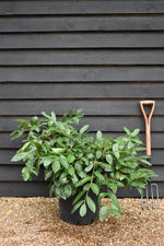 Prunus laurocerasus 'Otto Luyken' - Height 50-80cm - Width 130cm - 40lt
