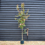 Acer rubrum Summer Red - Height 250-260cm - 12lt