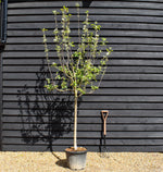 Apple tree 'Fuji' | Malus Domestica - Clear Stem 100cm - Height 200-250cm - Girth 12-14cm - 30lt