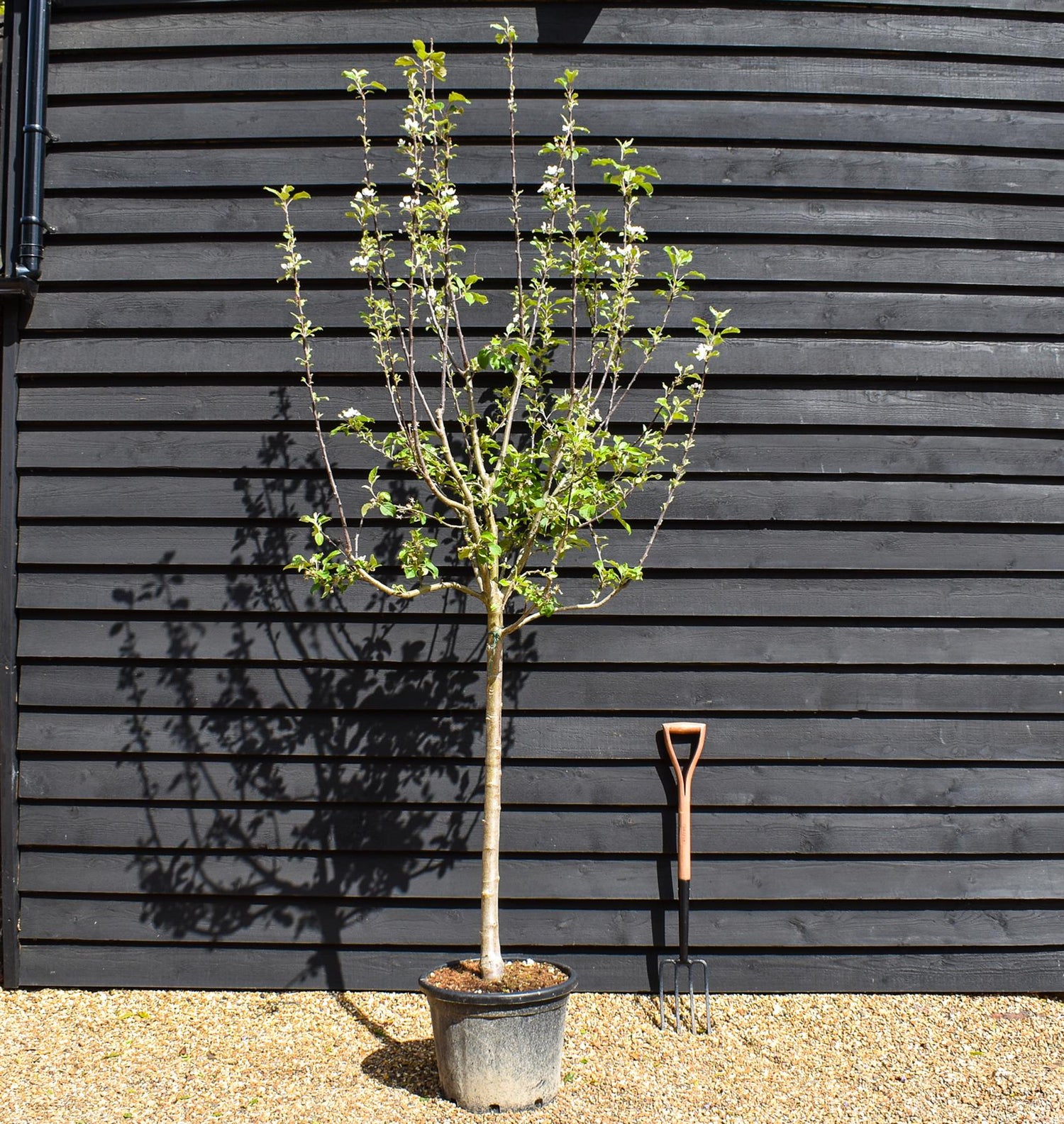 Apple tree 'Fuji' | Malus Domestica - Clear Stem 100cm - Height 200-250cm - Girth 12-14cm - 20lt