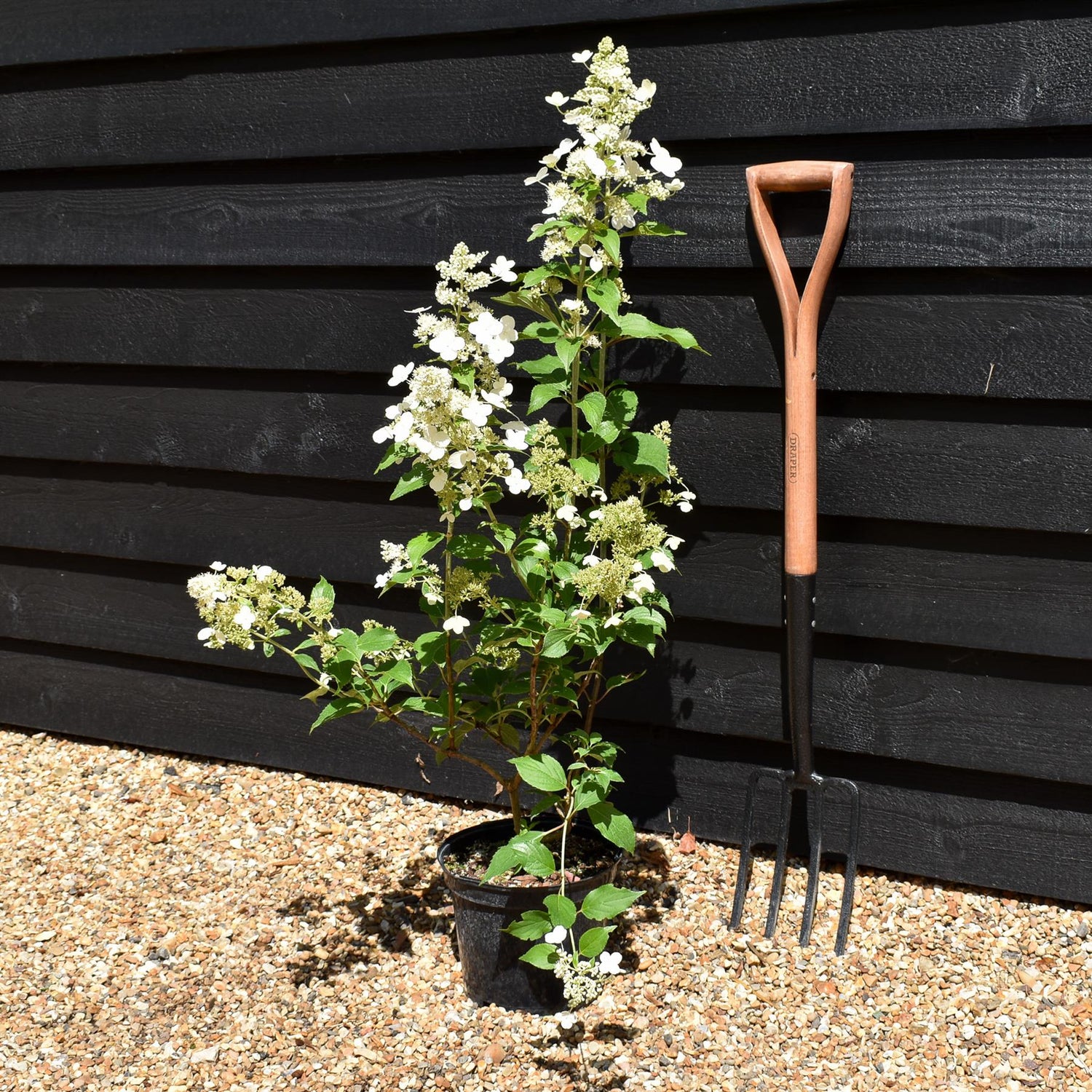 Hydrangea paniculata Kyushu - 40-60cm, 5lt