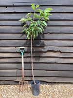 Sweet Cherry Tree | Prunus avium 'Napoleon' - 100-120cm, 10lt