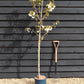 Cherry Blossom | Prunus Ukon - 180-220cm - 12lt