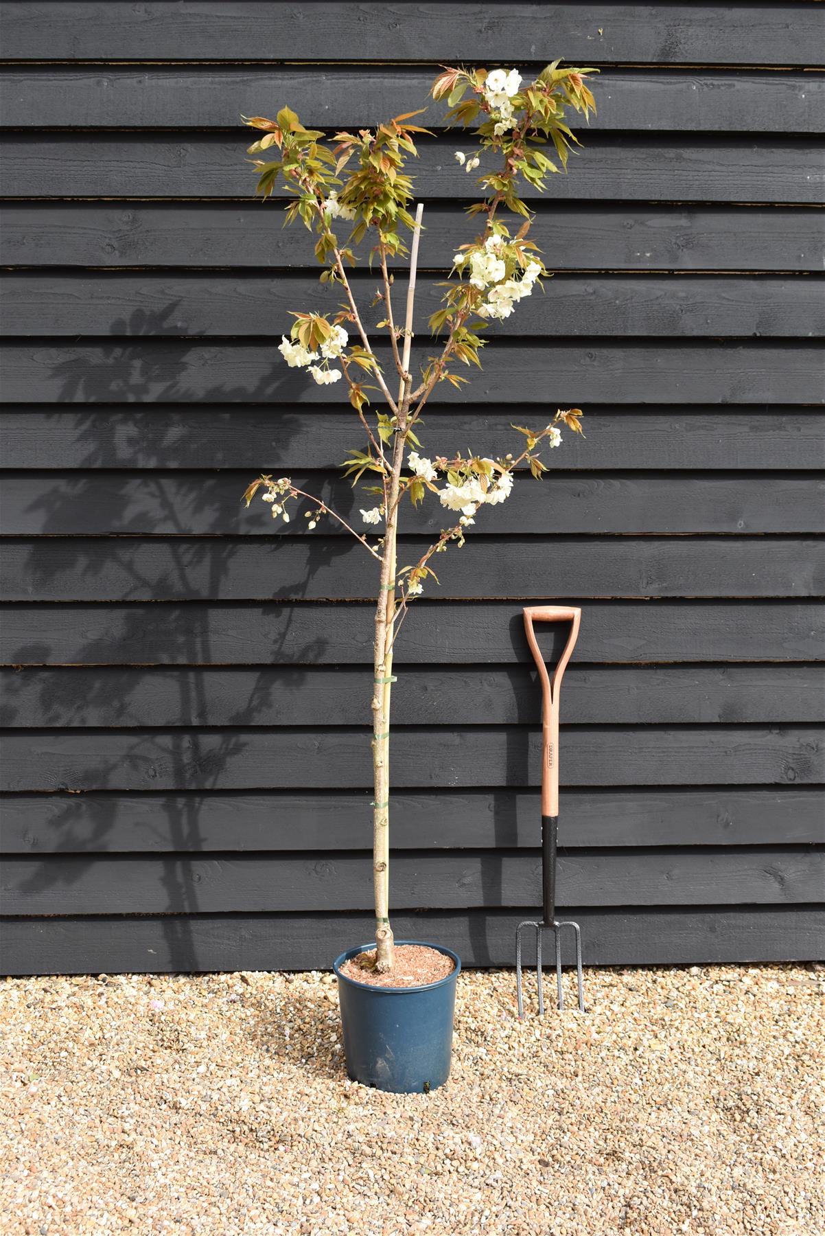 Cherry Blossom | Prunus Ukon - 180-220cm - 12lt