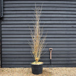 Ginkgo biloba | Maidenhair Tree - 'Fastigiata' Bushy - Height 280-300cm - 70lt