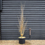 Ginkgo biloba | Maidenhair Tree - 'Fastigiata' Bushy - Height 280-300cm - 70lt