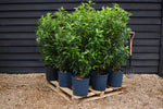 Portuguese Laurel 'Angustifolia' - Prunus lusitanica 'Angustifolia' - Bushy - Height 100-120cm - 10lt
