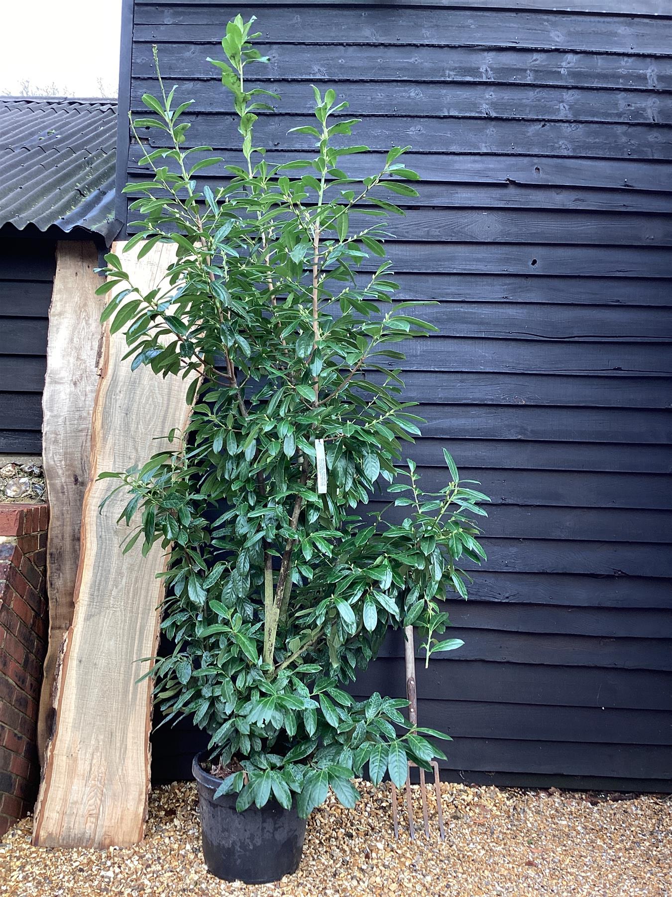 Prunus laurocerasus 'Novita' | Cherry Laurel - 180-220cm, 45lt