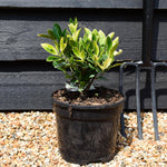 Euonymus japonicus 'Himalaya' - Shrub - Height 15-25cm - 2lt