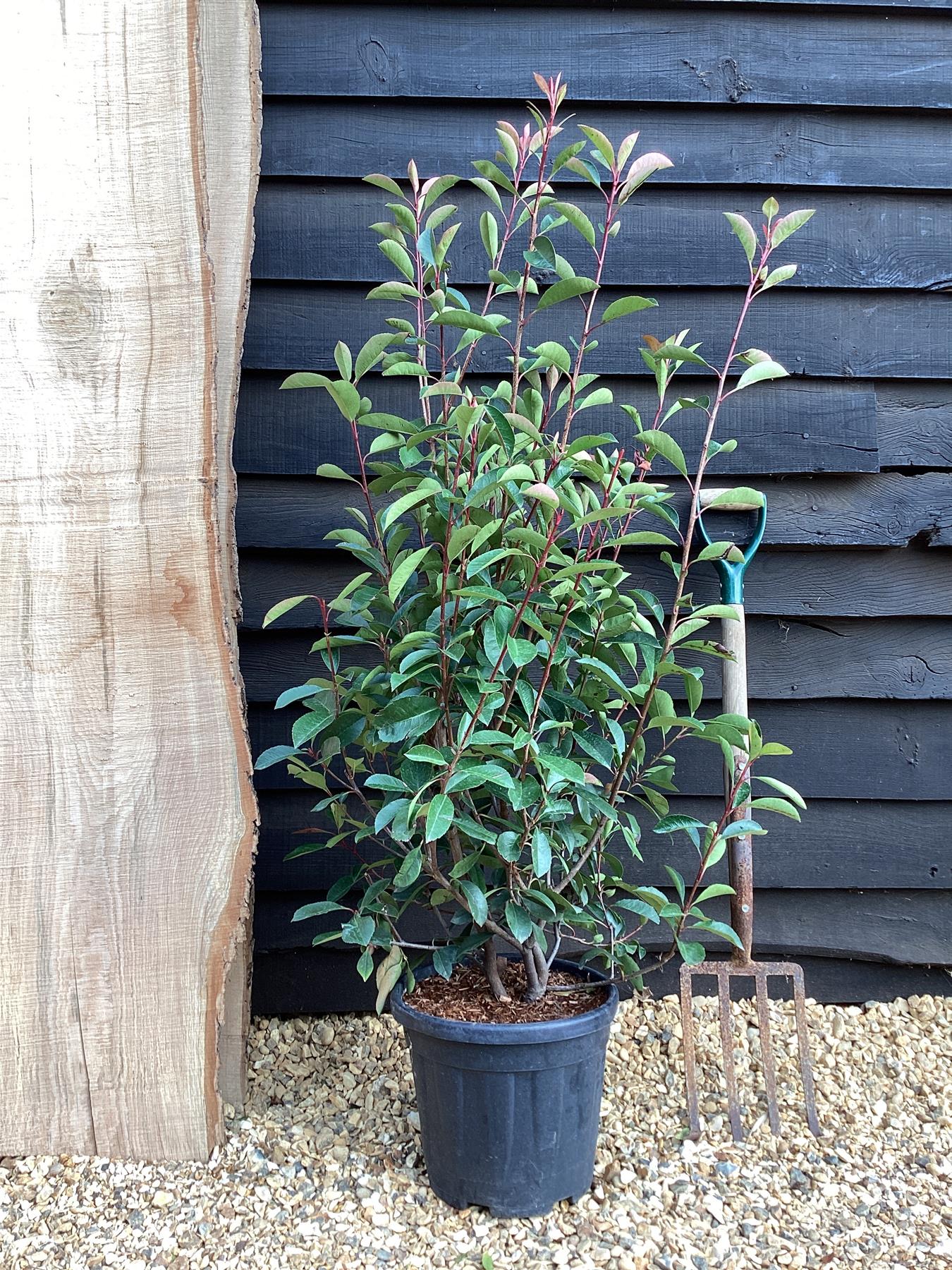 Photinia 'Red Robin' - 150-160cm, 12lt