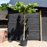Platanus hispanica | London plane - Girth 21-23cm - Height 340-360cm - 130lt